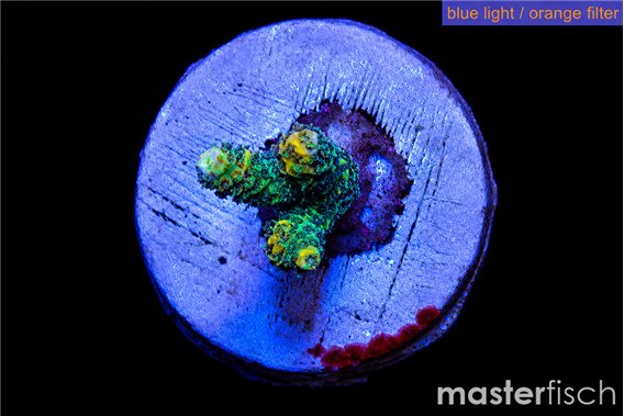 Acropora sunset 1-3 cm