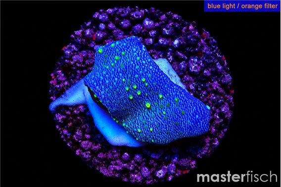 Sarcophython full neon green polyps Australia 2-3 cm