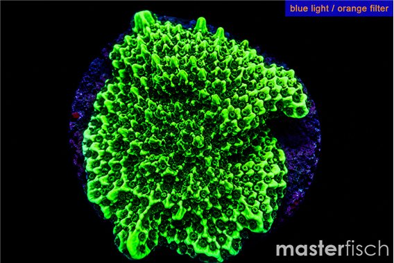 Montipora green 4-5 cm