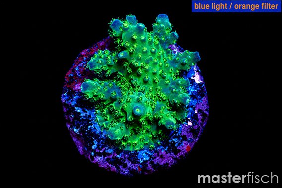 Acropora gemmifera green & purple tip 2-3 cm