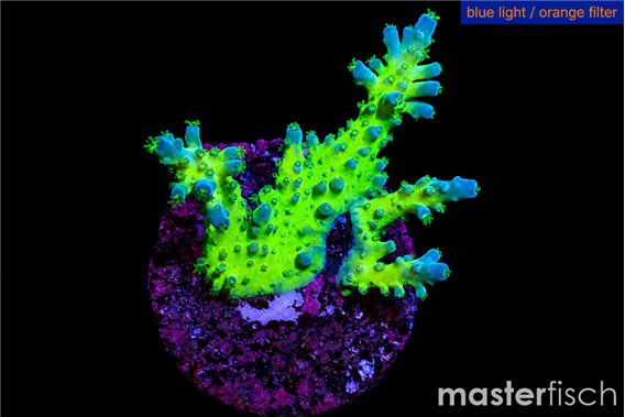 Acropora green & blue tip Fijii 3-4 cm