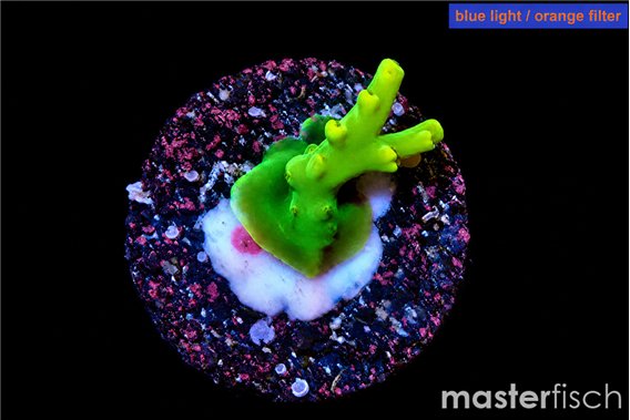 Acropora caroliniana banana 1-2 cm