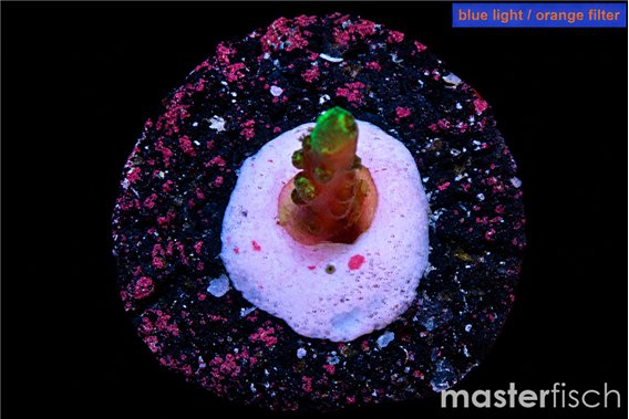 Acropora pink purple 1-2 cm