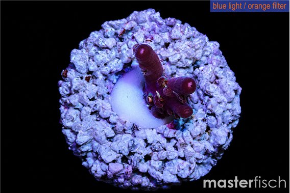 Acropora purple Fijii 1-2 cm