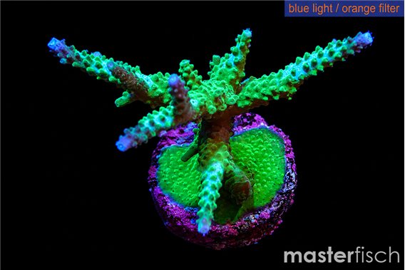 Acropora green purple tip 6-8 cm
