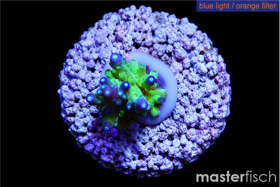 Acropora green & blue tip Fijii 2-3 cm