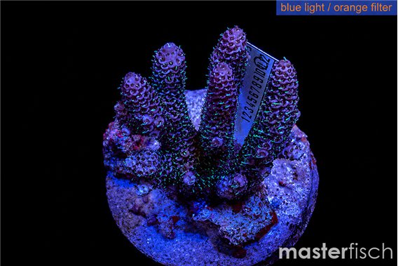 Acropora pink 4-6 cm