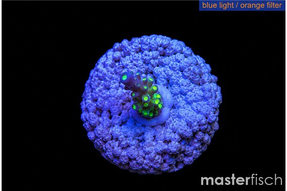 Acropora nana 1 cm