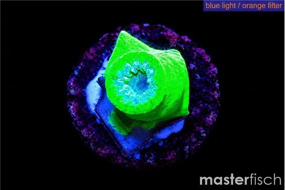 Duncanopsammia green 1 polyp