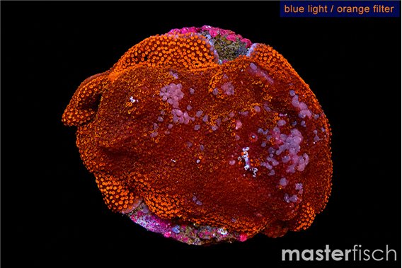 Montipora red 5-7 cm