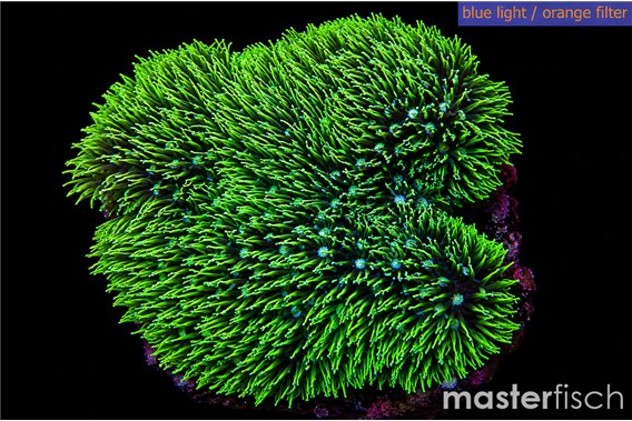 Pachyclavularia neon green 8-12 cm
