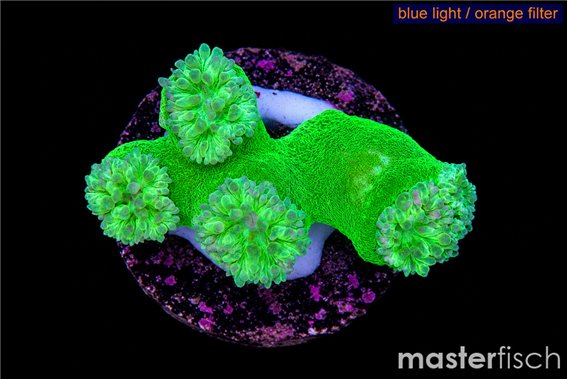 Duncanopsammia green 4 polyps
