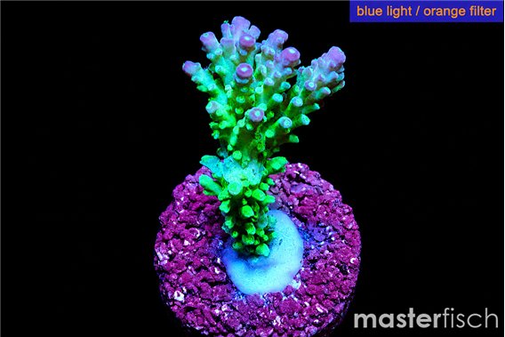 Acropora green & blue tip Fijii 4-6 cm