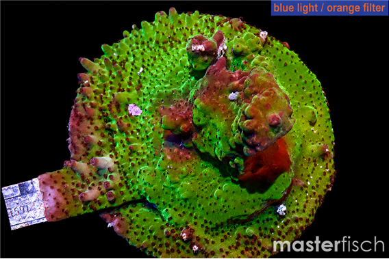 Acropora green 6-8 cm