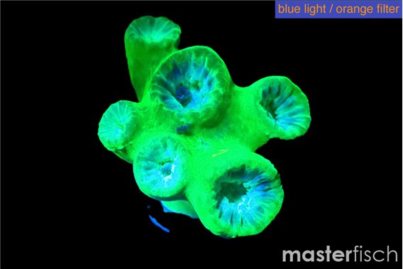 Duncanopsammia green 6 polyps