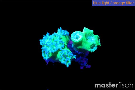 Duncanopsammia green 6-8 polyps