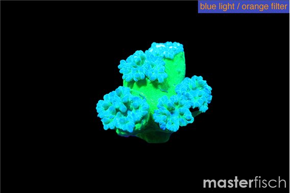 Duncanopsammia green 3-4 polyps