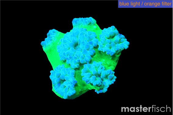 Duncanopsammia green 4-5 polyps