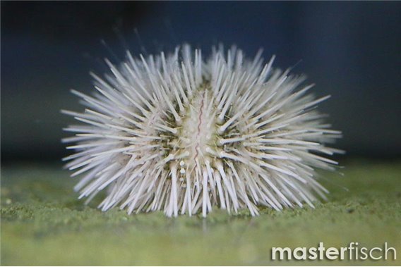 Pin Cushion Urchin white