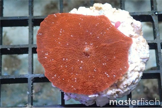 Red Mushrooms