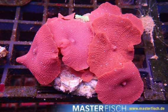 Red Mushrooms (cultured)