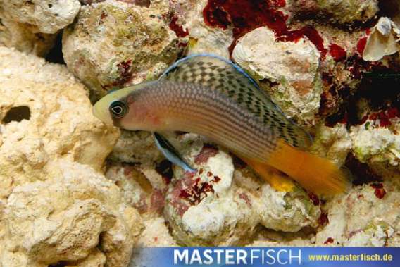 Splendid dottyback (bred)