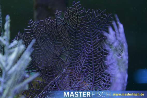Gorgonia Sea fans