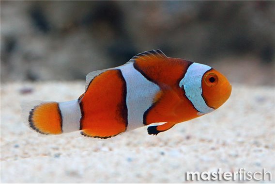 Orange clownfish (bred)