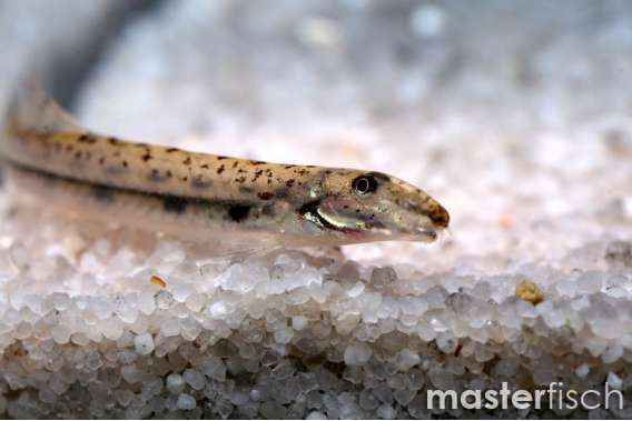 Long-nosed Loach