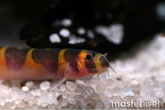 Kuhli Loach