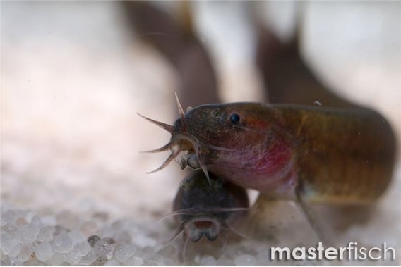 Java loach