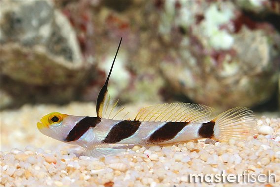 Black-rayed Shrimpgoby