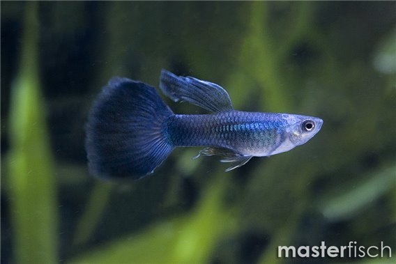 Blue Diamond Guppy