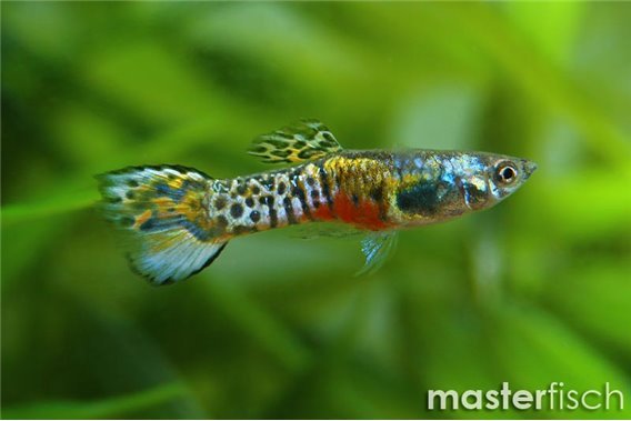 Guppy leopard tail endler