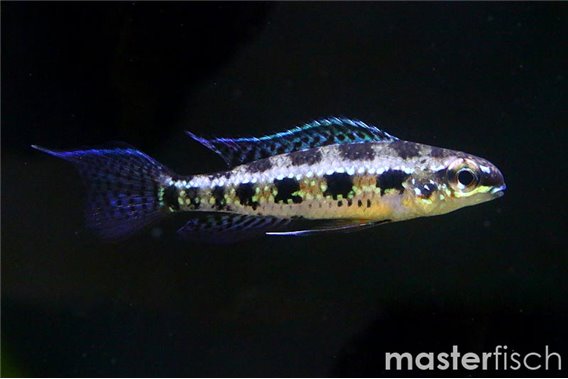 lyre-tailed checkerboard cichlid