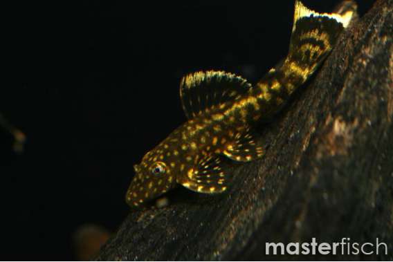 Black Bristlenose Sucker