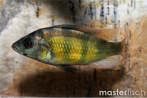 Haplochromis red tail (CH44)