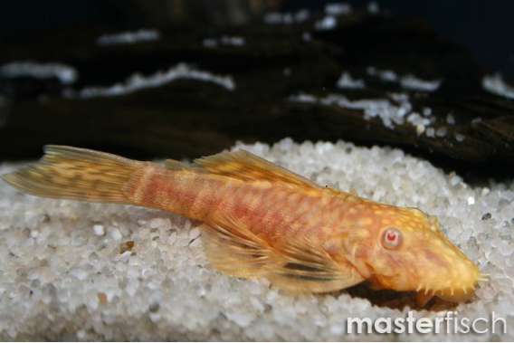 Golden Bristlenose Sucker
