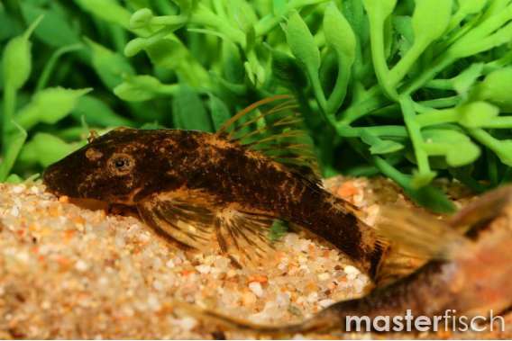 Marble Bristlenose Sucker