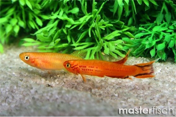Lyretail Killifish