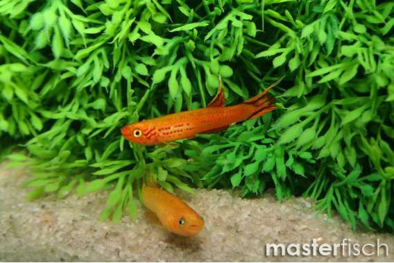 Lyretail panchax killifish (hjerseni)