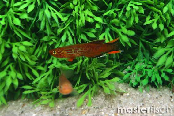 Australe kap lopez killifish