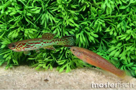 Blue Killifish