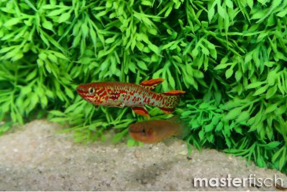 Killifish spoorenbergi