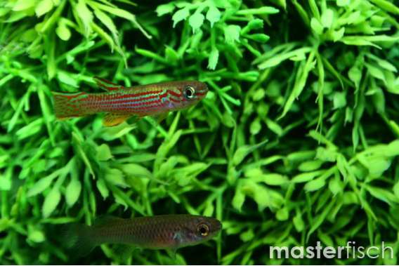 Five-Banded Killifish