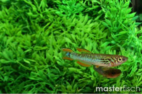 Killifish Walkeri spureli