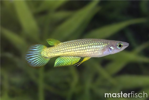 Neon Yellow Panchax