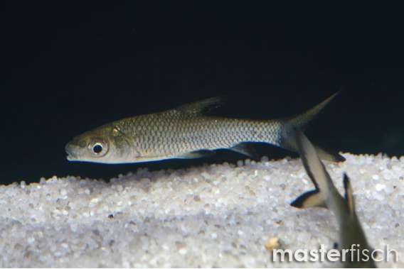 Silver Shark