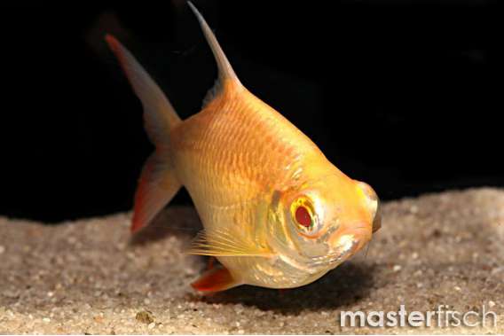 Golden Redtail Tinfoil Barb