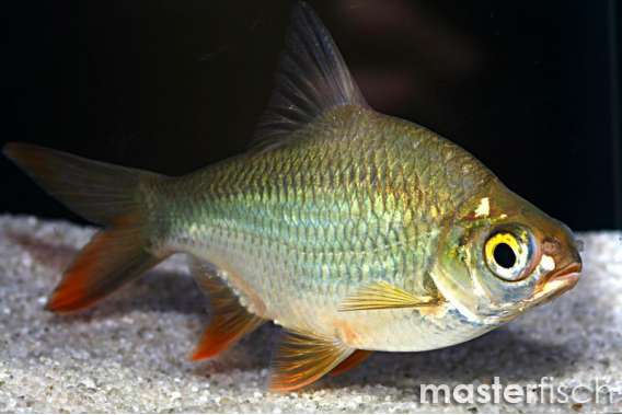 Tinfoil Barb